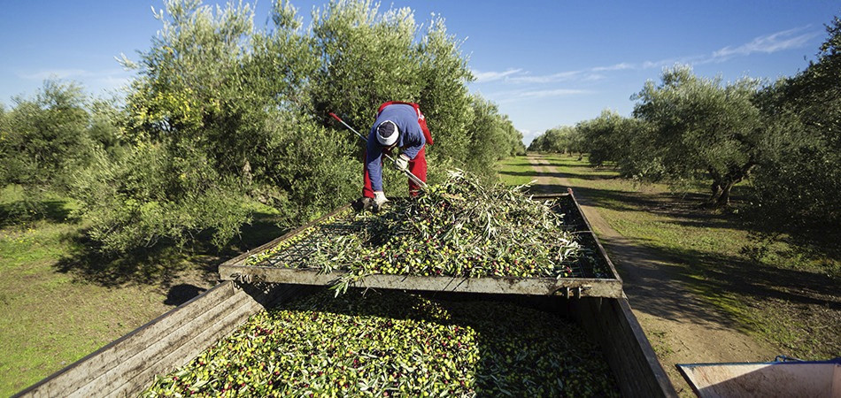 FAZENDAS ECOLÓGICAS