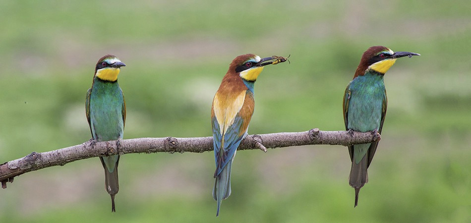 OBSERVACIÓN DE AVES 