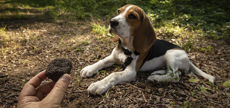 CAZA DE TRUFAS - ALBA 